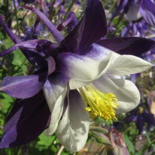 Aquilegia: Large indigo & white