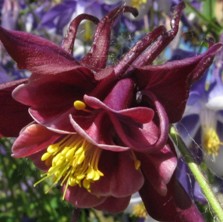 Aquilegia: Ruby double