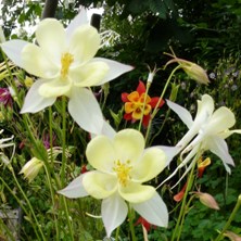 aquilegia 1878