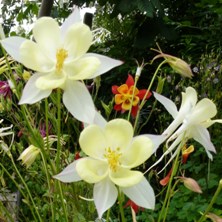 aquilegia 1878