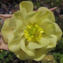 Aquilegia seedling from 'Devon Sunshine' at Touchwood