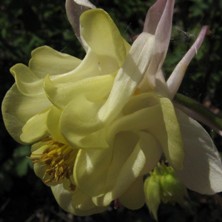 Aquilegia seedling from 'Devon Sunshine' at Touchwood