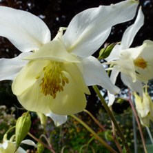 Fragrant aquilegia