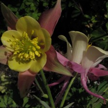 Touchwood Aquilegia: Hybrid A, pink and cream long-spurred