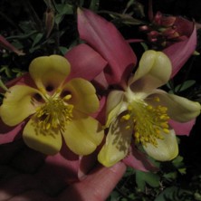 Touchwood Aquilegia: Hybrid A, pink and cream long-spurred