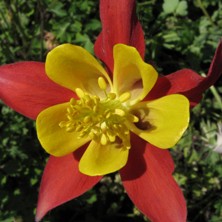 Touchwood Aquilegia: Hybrid C, Red and yellow, long-spurred