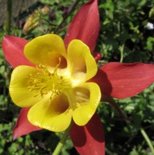 Touchwood Aquilegia: Hybrid C, Red and yellow, long-spurred