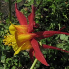 Touchwood Aquilegia: Hybrid C, Red and yellow, long-spurred