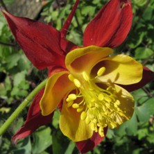 Touchwood Aquilegia: Hybrid C, Red and yellow, long-spurred