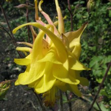 Aquilegia: Blushed strong yellow double