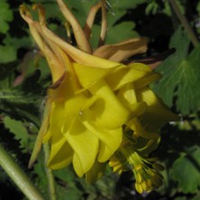 blushed yellow double bred at Touchwood