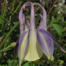 Aquilegia: Blue & creamy hybrid