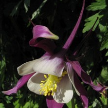 Aquilegia: Purple and white, long-spurred