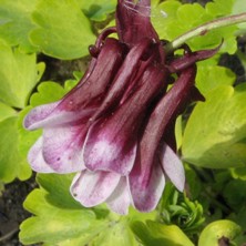 Crimson & white double aquilegia at Touchwood