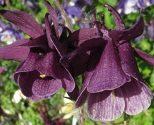 Aquilegia ecalcarata hybrid