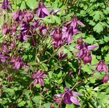 Aquilegia ecalcarata hybrid