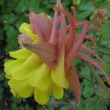 Aquilegia: Dark pink & yellow double