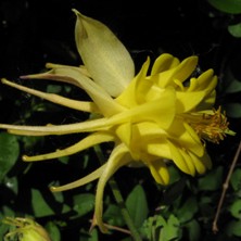 Yellow double aquilegia at Touchwood