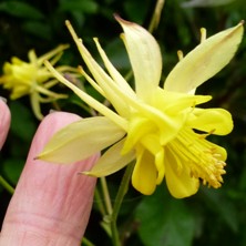 Yellow double aquilegia at Touchwood