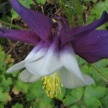 Aquilegia: Large indigo-purple & white hybrid single