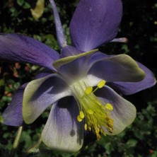 Aquilegia 1980