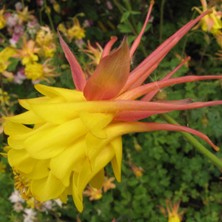 pink & yellow double bred at Touchwood