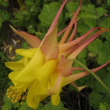 pink & yellow double bred at Touchwood