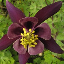 Aquilegia: Black, lighter inside