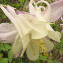 Aquilegia pink & white at Touchwood