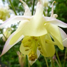 Aquilegia pink & creamy at Touchwood