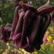 Aquilegia: Black pleated double