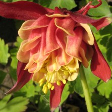 Aquilegia 2008 ruby double