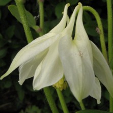 Aquilegia: White