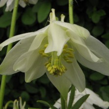 Aquilegia: White