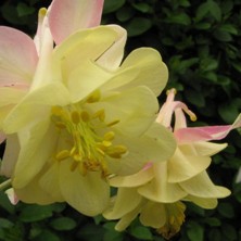 Blushed lemon yellow double aquilegia Touchwood