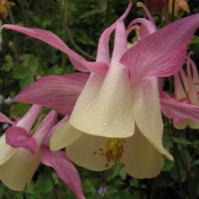 Aquilegia 2021