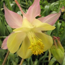 aquilegia pink and yellow