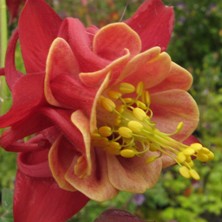 Aquilegia 2038 ruby double