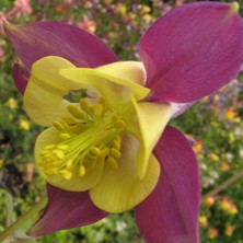 Aquilegia 2035