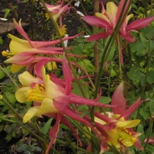 Touchwood Aquilegia: Hybrid A, pink and cream long-spurred