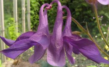 Aquilegia: Large indigo single