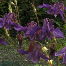 Aquilegia: Large indigo single