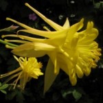 aquilegia yellow double touchwood