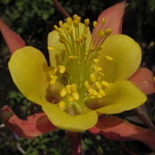 Touchwood Aquilegia: Hybrid A, pink and cream long-spurred