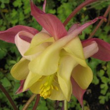 Aquilegia pink ^ creamy