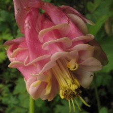 Aquilegia 2092 pink & creamy double