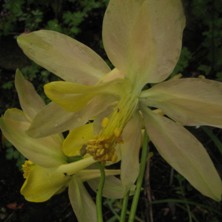 Aquilegia: Large pale pinky yellow variable stellata, long spurred