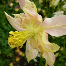 Aquilegia 2100 pink & yellow large stellata variable 