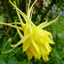 yellow double aquilegia at Touchwood