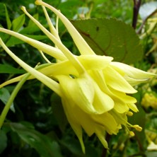 Aquilegia: Yellow double